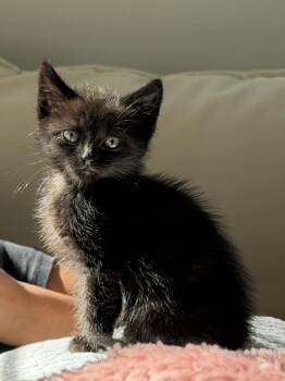 Monique -  Domestic Short Hair Cat for Adoption in Santa Cruz, California - Monique | PetCurious