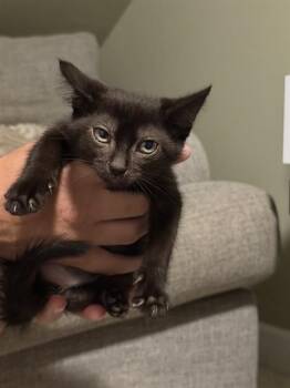 MOCHA GRANDE -  Domestic Medium Hair Cat for Adoption in Louisville, Kentucky - MOCHA GRANDE | PetCurious