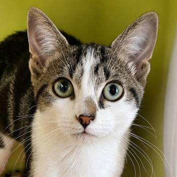 Shoelace -  Domestic Short Hair Cat for Adoption in Pontiac, Michigan - Shoelace | PetCurious