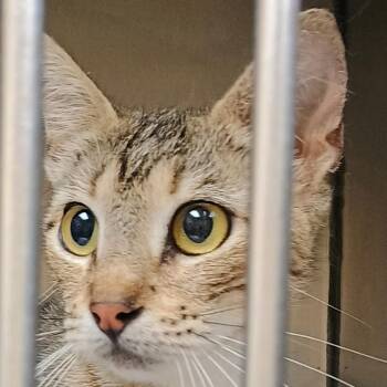 Cleopatra -  Domestic Short Hair Cat for Adoption in Palestine, Texas - Cleopatra | PetCurious
