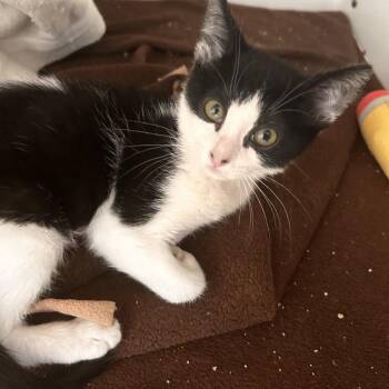 Domestic Short Hair Cats Available for Adoption in Phoenix, Arizona - Checkers | PetCurious