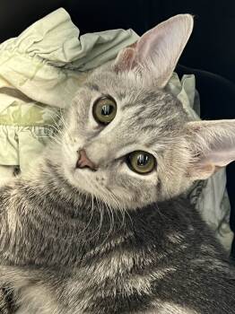 Rescue Domestic Short Hair Cats for Adoption in Fishers, Indiana - Riley | PetCurious