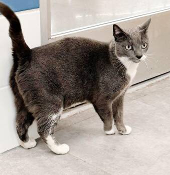 Tuxedo and Russian Blue Cats Available for Adoption in Philadelphia, Pennsylvania - Chairman Sox | PetCurious