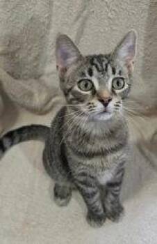 7119 (Frankie) -  Domestic Short Hair Cat for Adoption in Lake City, Michigan - 7119 (Frankie) | PetCurious