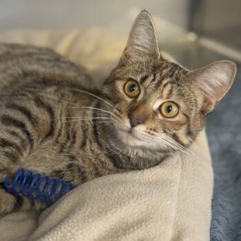 Rescue Domestic Short Hair Cats for Adoption in Ridgely, Maryland - Squash | PetCurious