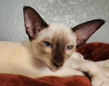 Baby Baby -  Siamese Cat for Adoption in Phoenix, Arizona - Baby Baby | PetCurious