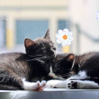 Domino -  Domestic Short Hair Cat for Adoption in Briarcliff Manor, New York - Domino | PetCurious