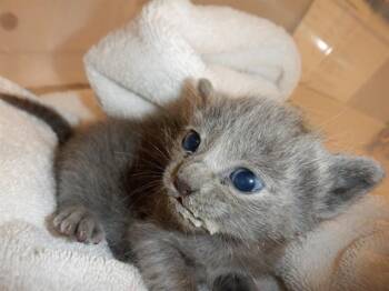 A1407078 -  Domestic Short Hair Cat for Adoption in San Jose, California - A1407078 | PetCurious