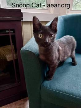 Snoop Cat -  Domestic Medium Hair Cat for Adoption in Libertyville, Illinois - Snoop Cat | PetCurious