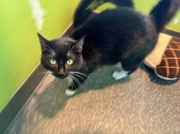 Domestic Short Hair Cats Available for Adoption in New Orleans, Louisiana - Cheshire Cat (renamed Floyd) | PetCurious