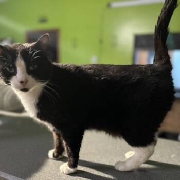 Francesca -  Domestic Short Hair Cat for Adoption in Tipp City, Ohio - Francesca | PetCurious