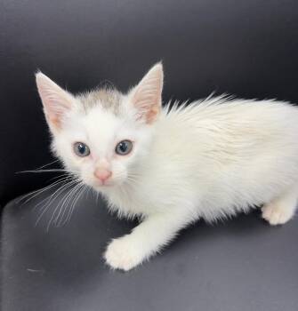 Wade -  Tabby Cat for Adoption - Wade | PetCurious