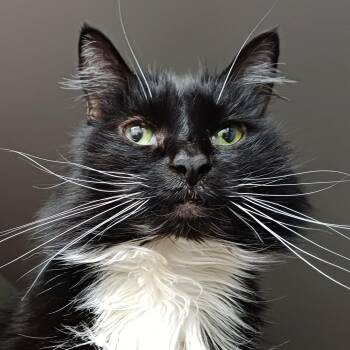 Domestic Long Hair Cats Available for Adoption - Gizmo | PetCurious