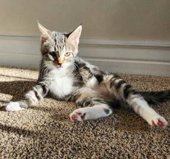 Tatter Tot -  Domestic Short Hair Cat for Adoption in Salt Lake City, Utah - Tatter Tot | PetCurious