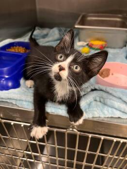 Screech -  Tuxedo Cat for Adoption in Calhoun, Kentucky - Screech | PetCurious