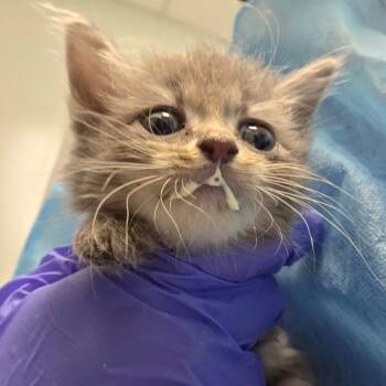 skipper -  Domestic Short Hair Cat for Adoption in Chattanooga, Tennessee - Skipper | PetCurious