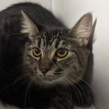 Tabitha -  Domestic Long Hair Cat for Adoption in Newberg, Oregon - Tabitha | PetCurious