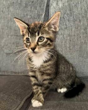 Timon -  Domestic Short Hair Cat for Adoption in Kansas City, Missouri - Timon | PetCurious