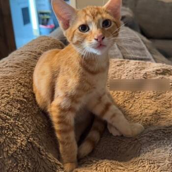 Rescue Domestic Short Hair Cats for Adoption in Huntsville, Alabama - Dorito | PetCurious