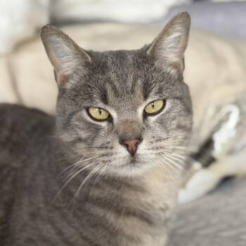 Domestic Short Hair Cats Available for Adoption in Chicago, Illinois - Quinn | PetCurious