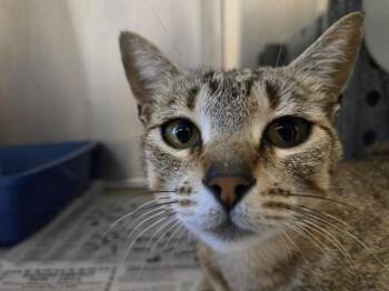 DIAMOND GIRL -  Domestic Short Hair Cat for Adoption in Martinez, California - DIAMOND GIRL | PetCurious