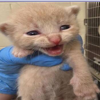 Grim -  Domestic Short Hair Cat for Adoption in Grantsville, Utah - Grim | PetCurious