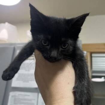 Chipmunk -  Domestic Short Hair Cat for Adoption in Driggs, Idaho - Chipmunk | PetCurious