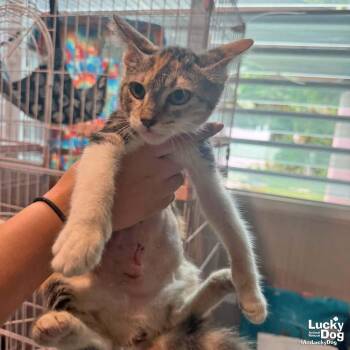 Anna -  Domestic Short Hair Cat for Adoption in Washington, District Of Columbia - Anna | PetCurious
