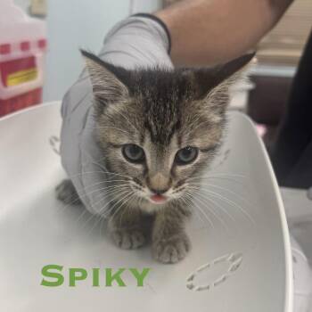 Domestic Short Hair Cats Available for Adoption in Randolph, Massachusetts - Spiky | PetCurious