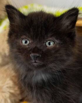 Rocky -  Domestic Medium Hair Cat for Adoption in Kennesaw, Georgia - Rocky | PetCurious
