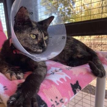 Medusa -  Domestic Short Hair Cat for Adoption in Kanab, Utah - Medusa | PetCurious