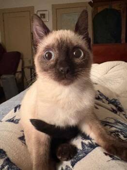 Siamese Cats Available for Adoption in New Braunfels, Texas - Penguin | PetCurious