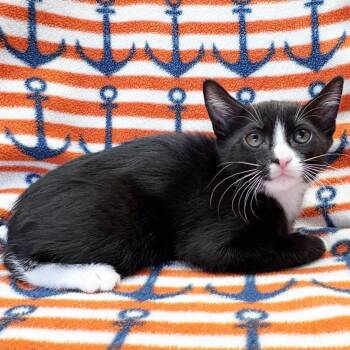 Bay -  Domestic Short Hair Cat for Adoption in Mt. Juliet, Tennessee - Bay | PetCurious