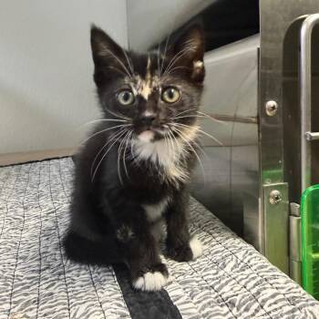 Pina Colada -  Domestic Short Hair Cat for Adoption in Waynesville, North Carolina - Pina Colada | PetCurious