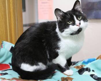 Bubba -  Domestic Short Hair Cat for Adoption in Portage, Wisconsin - Bubba | PetCurious