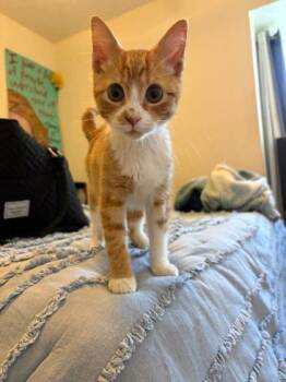 Rescue Domestic Short Hair Cats for Adoption in Wilmington Island, Georgia - Denver | PetCurious