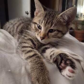Rascal -  Domestic Short Hair Cat for Adoption in Ringtown, Pennsylvania - Rascal | PetCurious