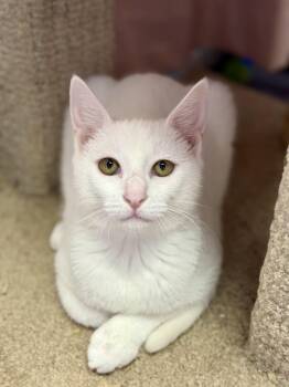 Butter Noodles -  Siamese Cat for Adoption in Covington, Louisiana - Butter Noodles | PetCurious