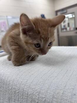 24 Carat Gold -  Domestic Short Hair Cat for Adoption in Westland, Michigan - 24 Carat Gold | PetCurious