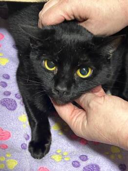 Mojo Bones -  Domestic Short Hair Cat for Adoption in Chattanooga, Tennessee - Mojo Bones | PetCurious