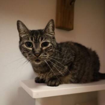 Domestic Short Hair Cats Available for Adoption - GiGi | PetCurious