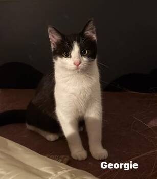 Domestic Short Hair Cats Available for Adoption - Georgie | PetCurious
