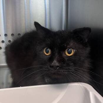 Pluto -  Domestic Medium Hair Cat for Adoption in Norman, Oklahoma - Pluto | PetCurious