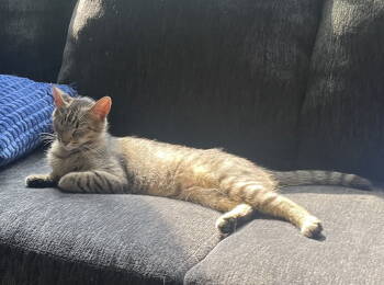 Rescue Tabby and Domestic Short Hair Cats for Adoption in Buford, Georgia - Chloe | PetCurious
