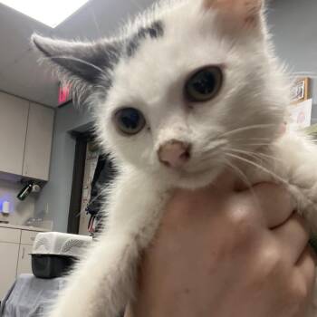 Mochie -  Domestic Short Hair Cat for Adoption in Lake Jackson, Texas - Mochie | PetCurious