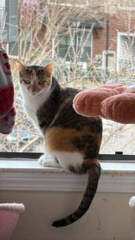 Calico and Domestic Short Hair Cats Available for Adoption - Shirley | PetCurious