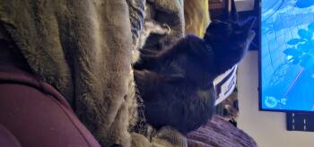 Rescue Domestic Short Hair Cats for Adoption in Tracy, California - Obsidian - Bonded With Oliver | PetCurious