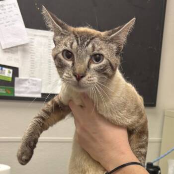 Button -  Domestic Short Hair Cat for Adoption in Columbiana, Alabama - Button | PetCurious