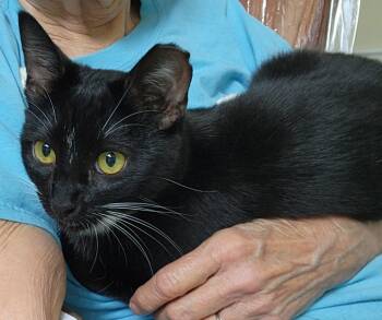 Holly & Molly -  Domestic Short Hair Cat for Adoption in Rossville, Georgia - Holly & Molly | PetCurious