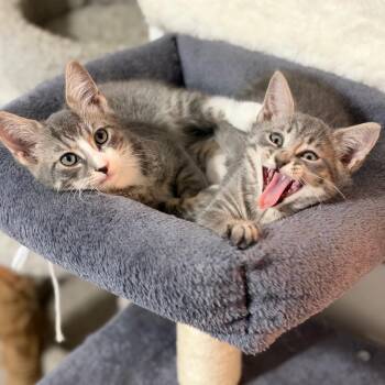 Karissa and Kai N. - Sweet Siblings -  Domestic Short Hair Cat for Adoption in New York, New York - Karissa And Kai N. - Sweet Siblings | PetCurious